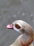 FZ014545 Goose.jpg